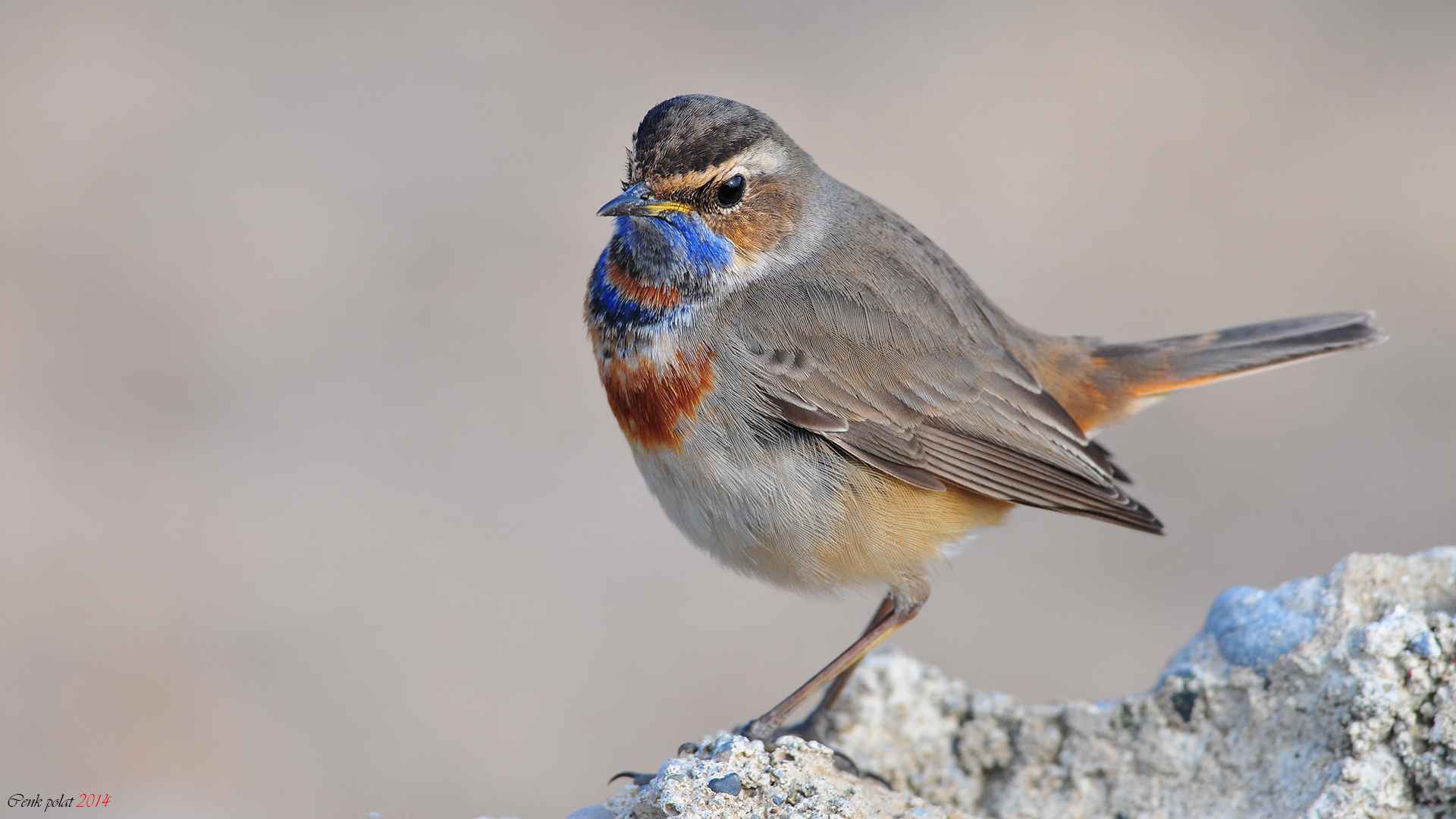 Bluethroat